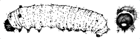 1st instar (Kristen Kuda)